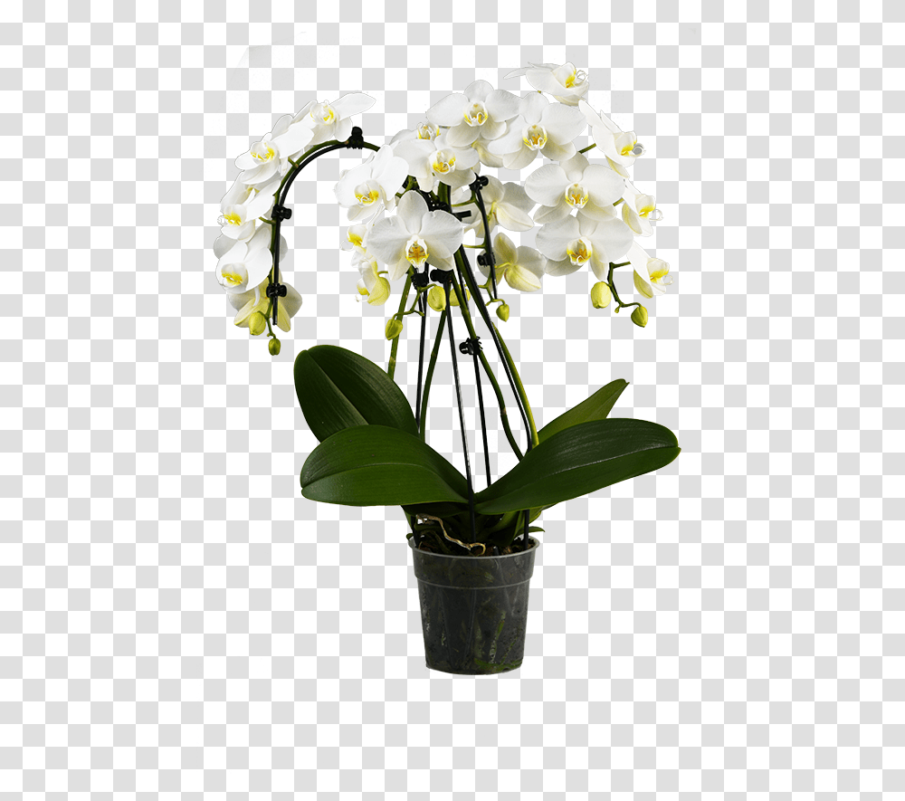 Phalaenopsis Orchid Cascade Pot, Plant, Flower, Blossom, Flower Arrangement Transparent Png