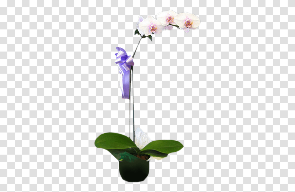 Phalaenopsis Orchid Plant Flowerpot, Blossom, Petal, Machine Transparent Png
