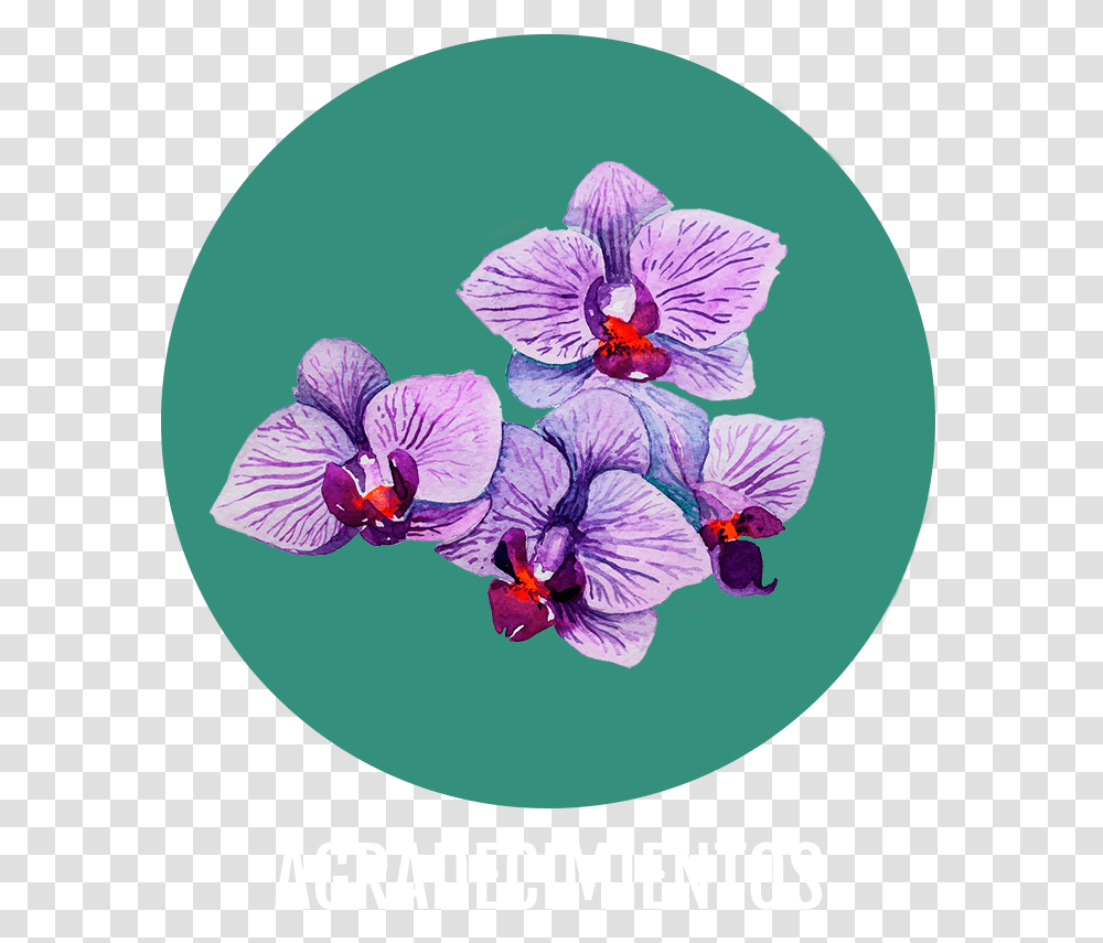 Phalaenopsis Sanderiana, Plant, Flower, Blossom, Honey Bee Transparent Png