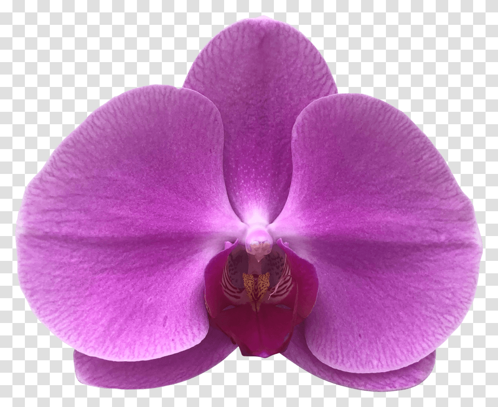 Phalaenopsis Sanderiana, Plant, Flower, Blossom, Orchid Transparent Png