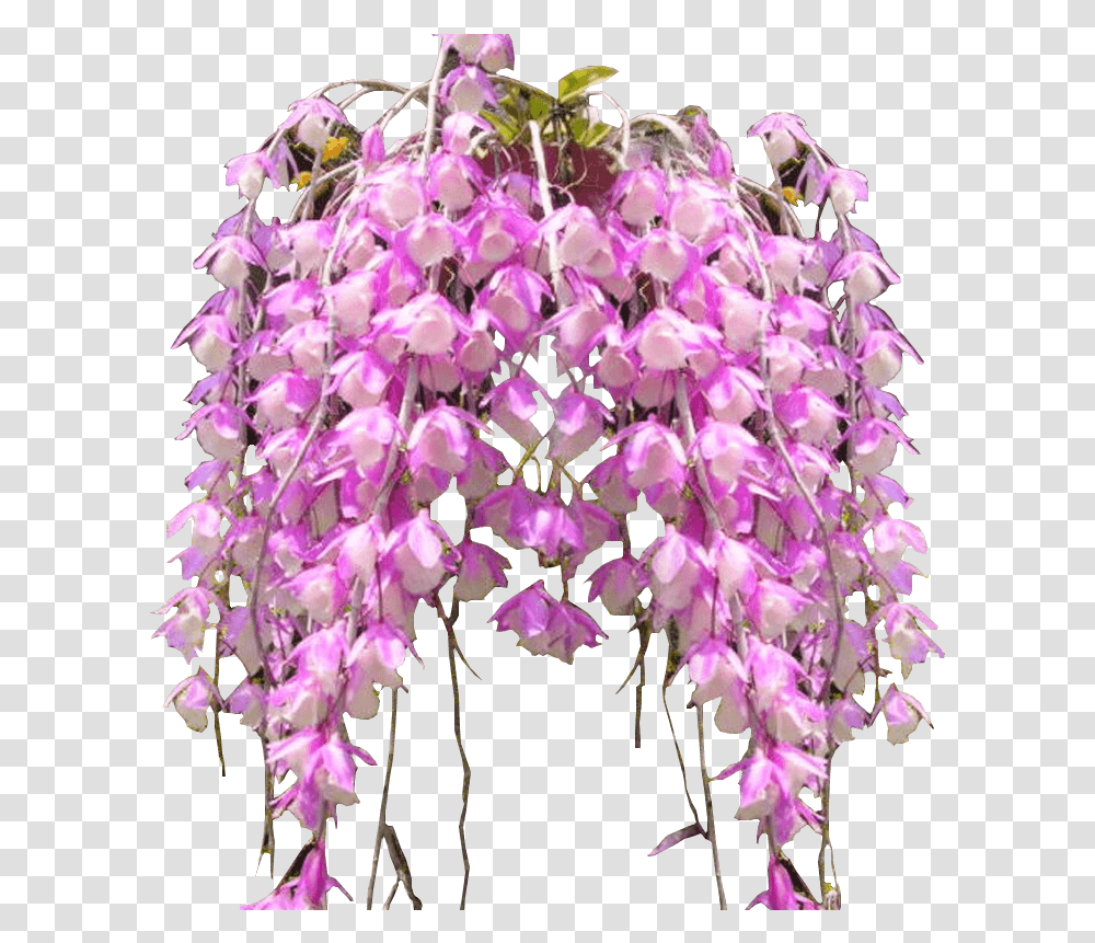 Phalaenopsis Sanderiana, Plant, Flower, Blossom, Petal Transparent Png