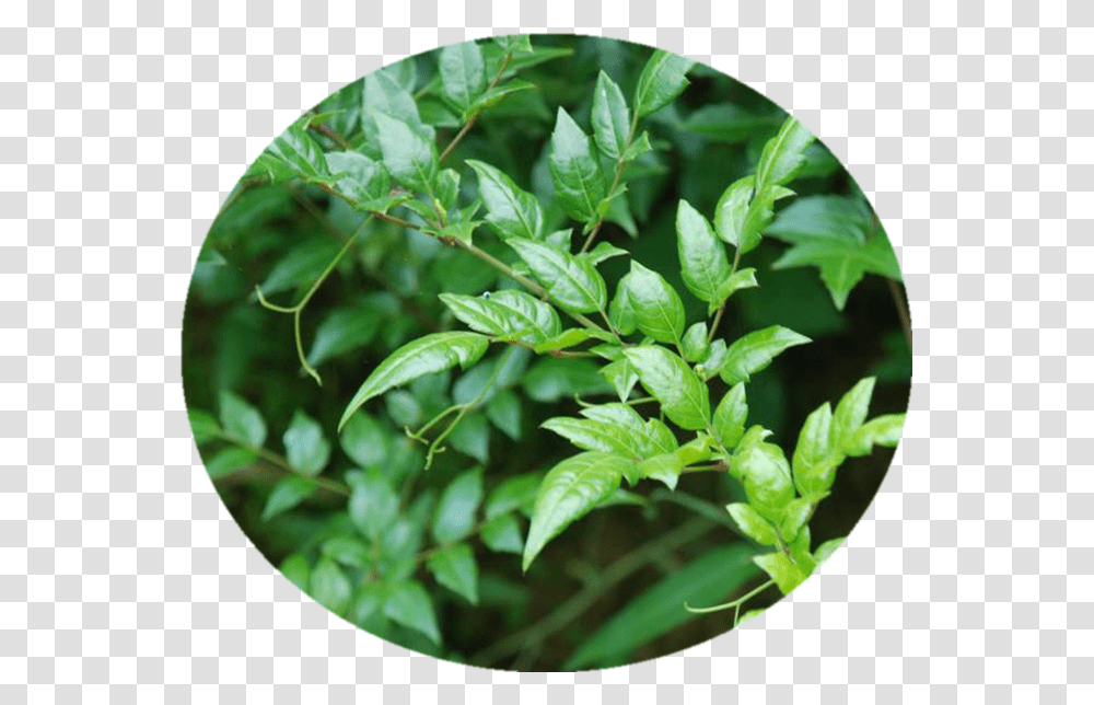 Pharmaceutical Vine Tea Leaf Extract Dihydromyricetin Ampelopsis Grossedentata, Plant, Vegetation, Flower, Grass Transparent Png