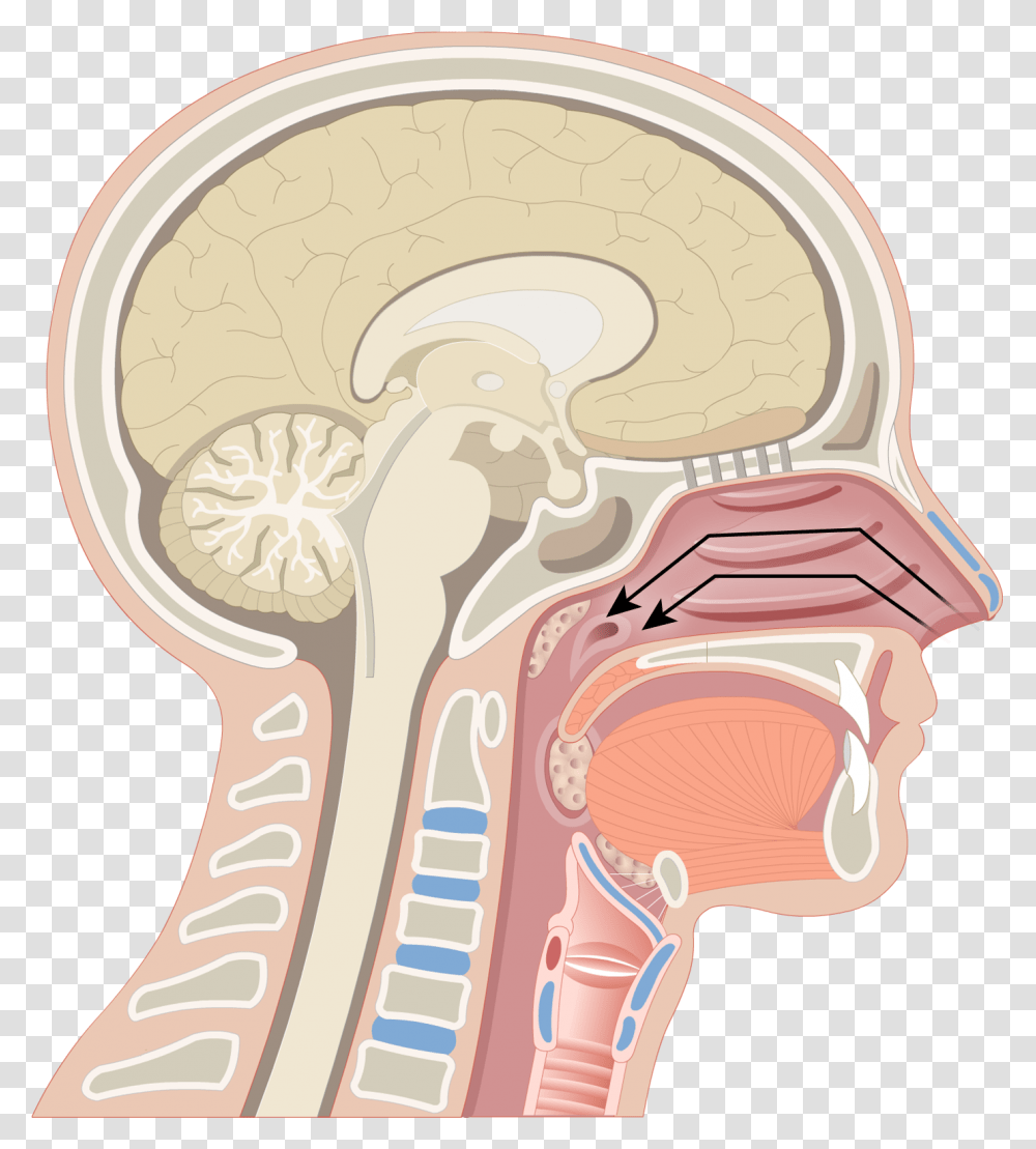 Pharynx Anatomy Download 3 Regions Of Pharynx, Rug, Neck, Jaw, Shoulder Transparent Png