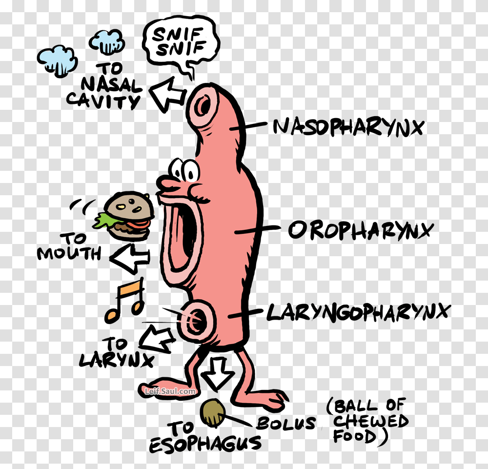 Pharynx Depicted With Legs Eyes And Nose Respiratory Cartoons, Poster, Advertisement, Performer Transparent Png