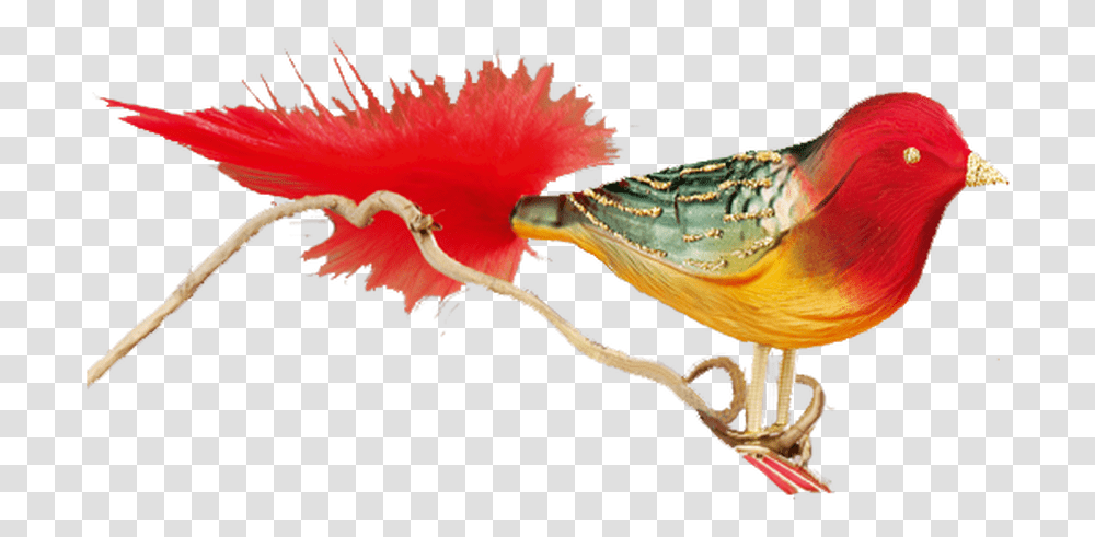Phasianidae, Bird, Animal, Sea Life, Food Transparent Png