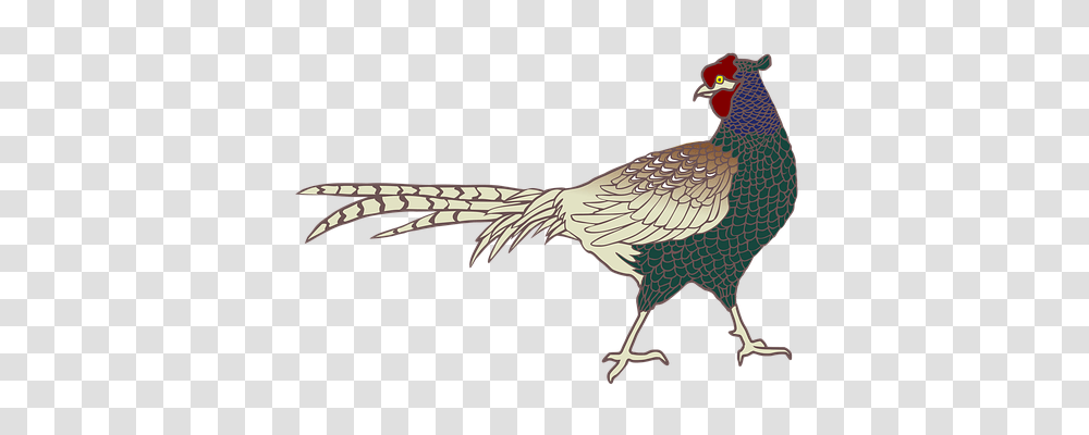 Pheasant Animals, Bird, Vulture, Fowl Transparent Png
