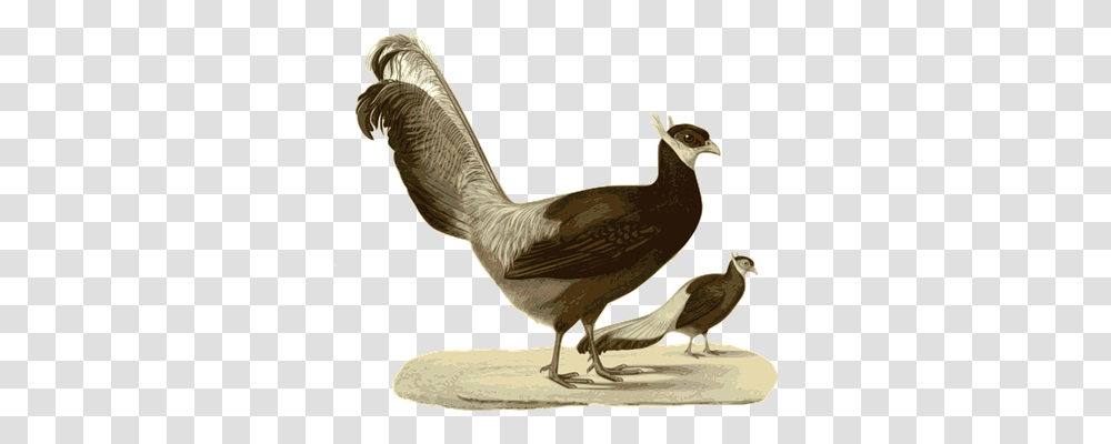 Pheasant Animals, Bird, Beak, Dodo Transparent Png