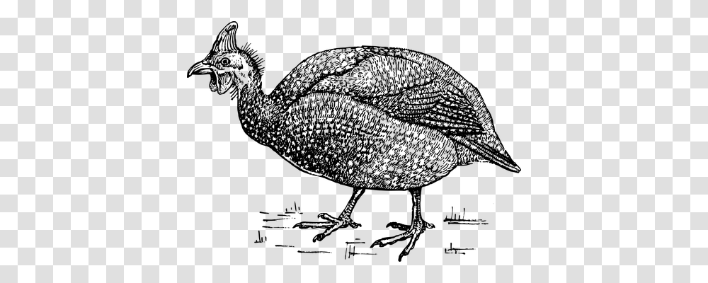 Pheasant Technology, Gray, World Of Warcraft Transparent Png