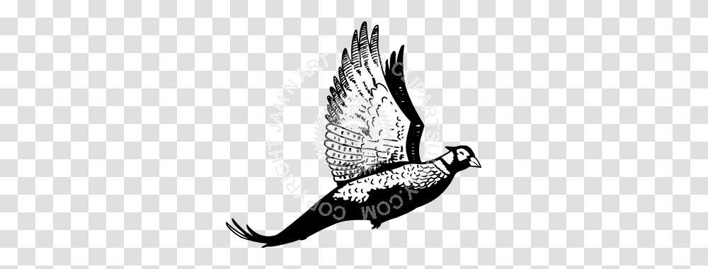 Pheasant, Animal, Eagle, Bird, Vulture Transparent Png