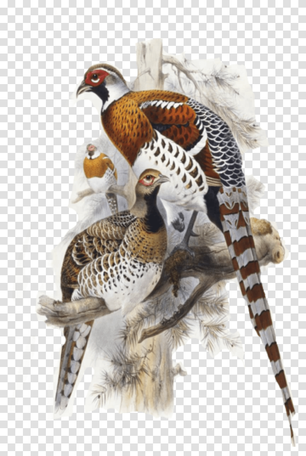 Pheasant Birds Piroskab Freetoedit Elliot's Pheasant Print, Animal, Partridge, Anseriformes, Waterfowl Transparent Png