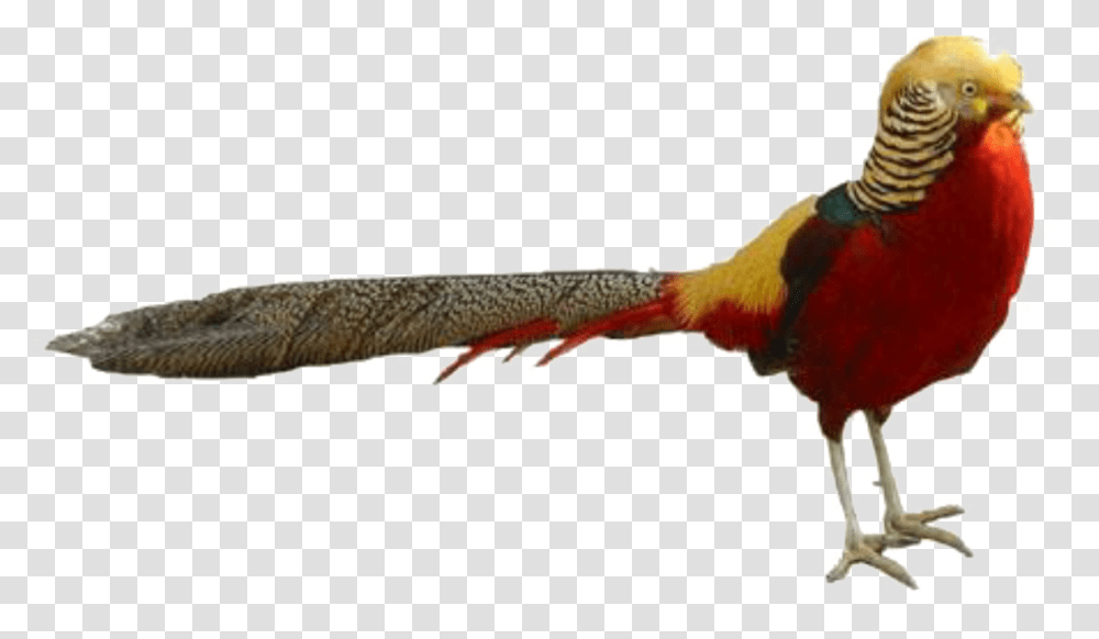 Pheasant Stickereditwithpicsart Ring Necked Pheasant, Bird, Animal, Chicken, Poultry Transparent Png