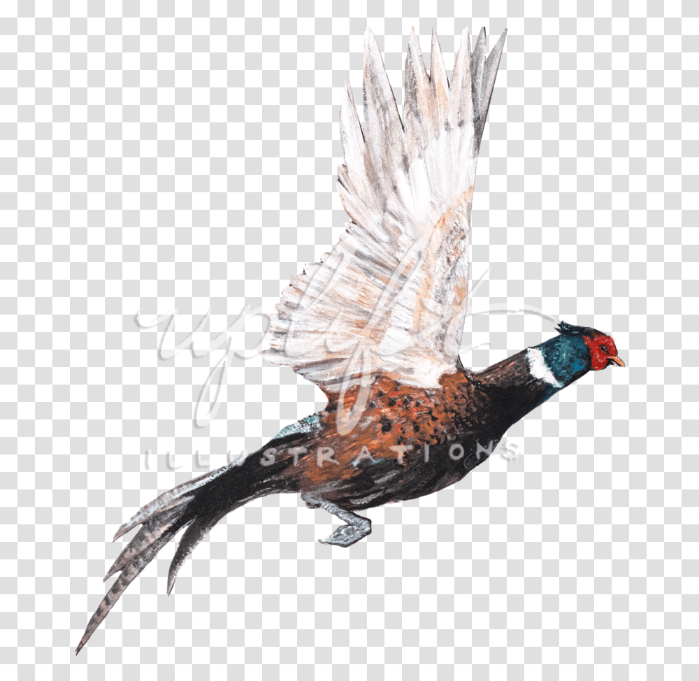 Pheasant Turkey, Animal, Bird Transparent Png
