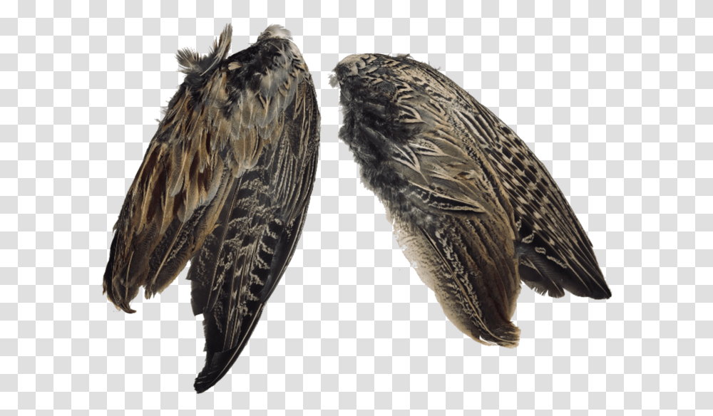 Pheasant WingsData Rimg LazyData Rimg Scale Vaux S Swift, Bird, Animal, Eagle, Hawk Transparent Png