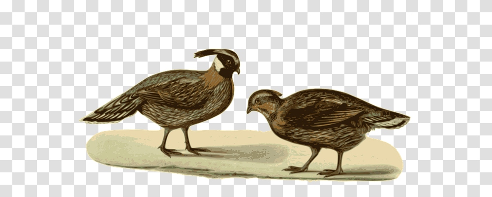 Pheasants Animals, Quail, Bird, Beak Transparent Png