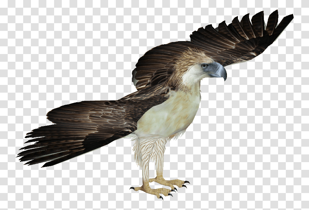 Philippine Eagle Philippine Eagle White Background, Vulture, Bird, Animal, Hawk Transparent Png