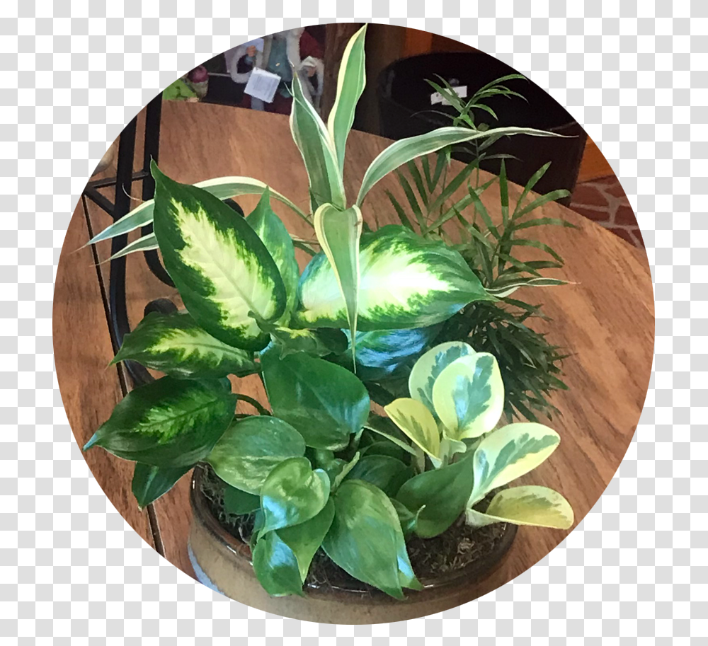 Philodendron Arrowroot Family, Plant, Flower, Blossom, Aloe Transparent Png
