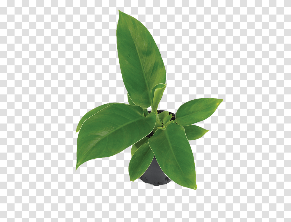 Philodendron Bay Laurel, Leaf, Plant, Tree, Vegetation Transparent Png