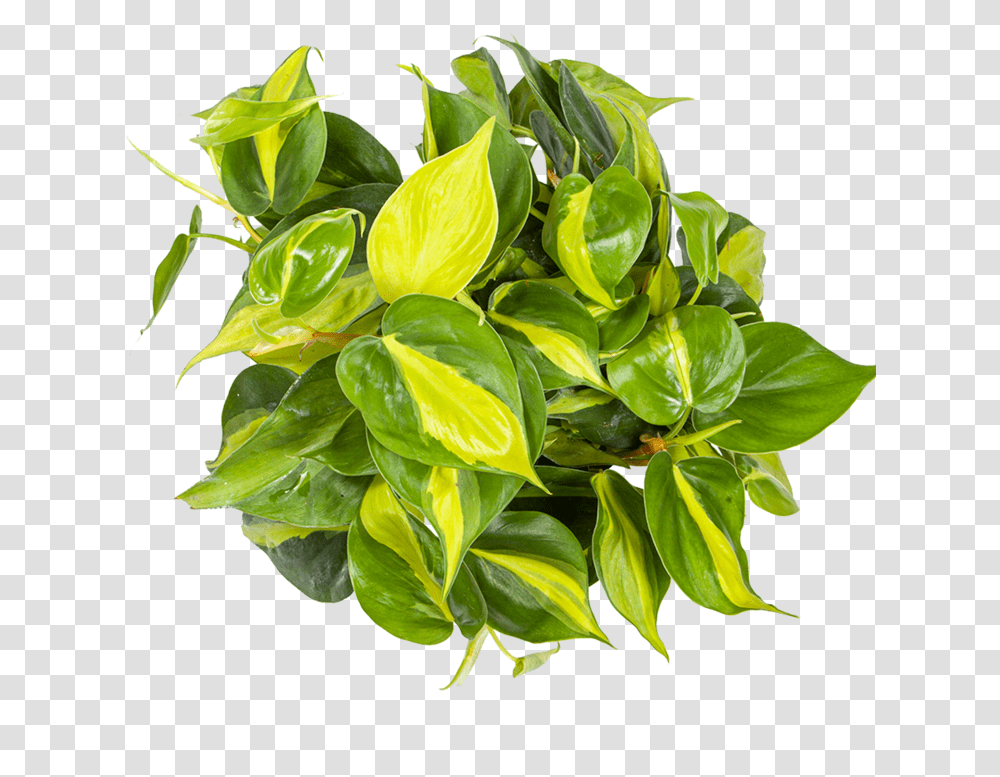 Philodendron Care Indoor Plant From Above, Leaf, Flower, Blossom, Acanthaceae Transparent Png