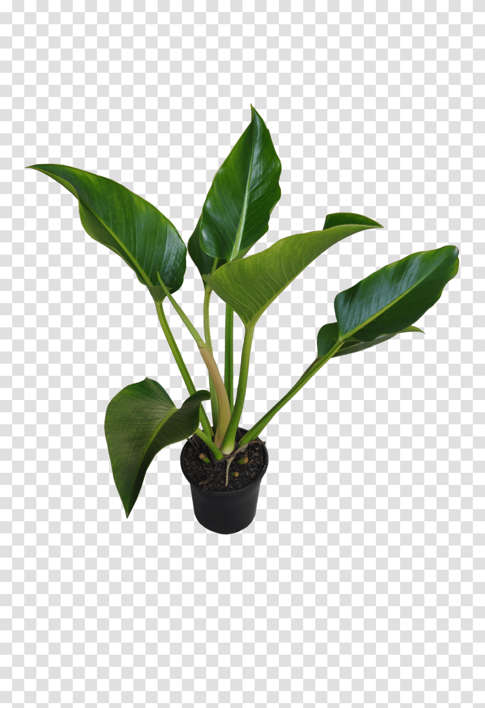 Philodendron Congo, Plant, Leaf, Tree, Flower Transparent Png