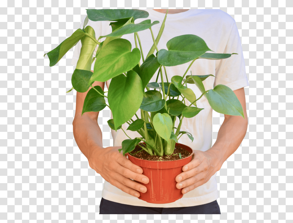Philodendron Monstera Houseplant, Leaf, Flower, Blossom, Person Transparent Png