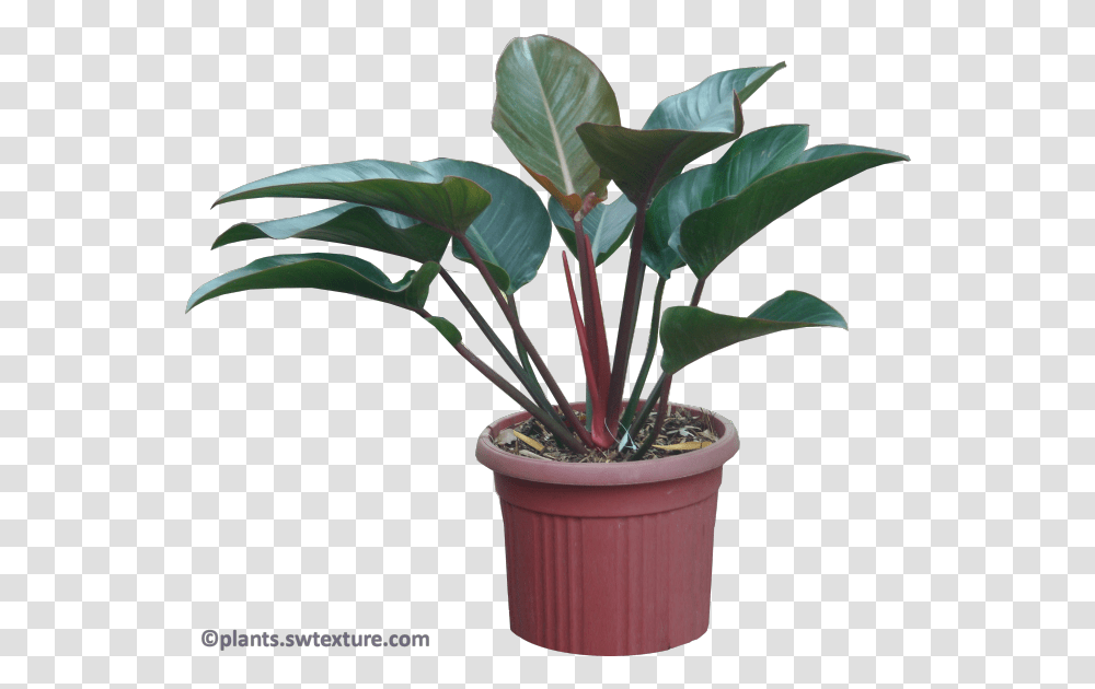 Philodendron Red Congo Plant A Red Congo, Leaf, Tree, Palm Tree, Arecaceae Transparent Png