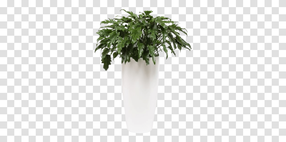 Philodendron Xanada Ornamental Pot And Water Meter Florastore Houseplant, Potted Plant, Vase, Jar, Pottery Transparent Png