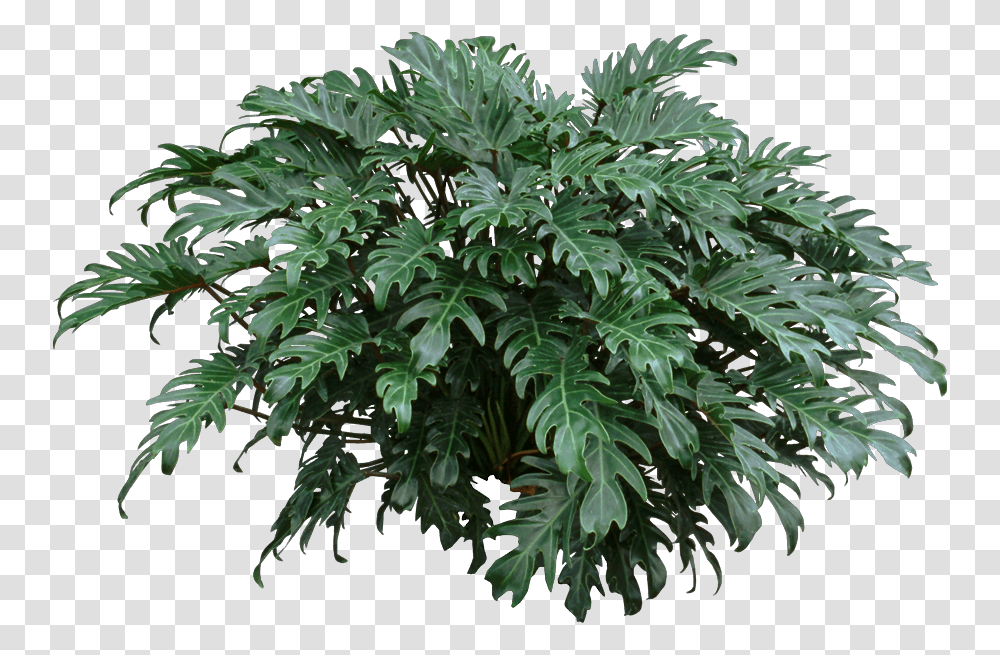 Philodendron Xanadu Yellow Leaves, Plant, Leaf, Tree, Potted Plant Transparent Png