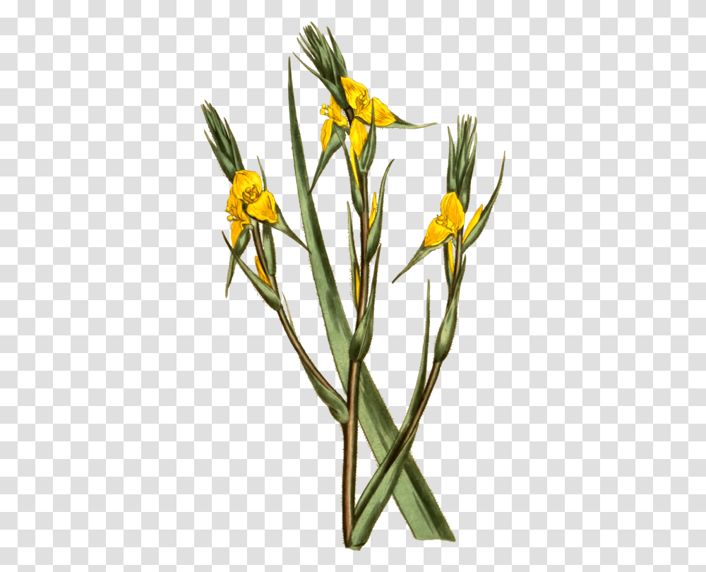 Philydrum Floral Design Flower Plant Stem Plants, Blossom, Daffodil Transparent Png