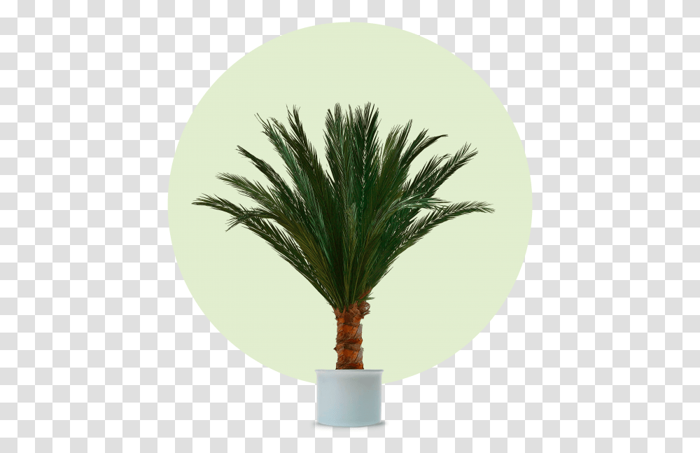 Phnixpalme Phoenix Palme, Tree, Plant, Palm Tree, Arecaceae Transparent Png