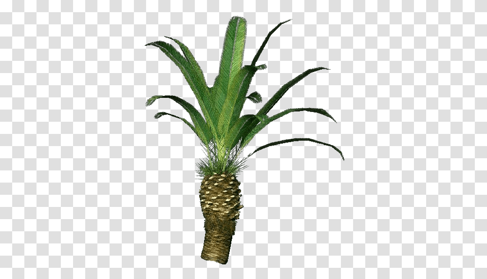 Phoenix Canariensis Pineapple, Plant, Tree, Palm Tree, Arecaceae Transparent Png