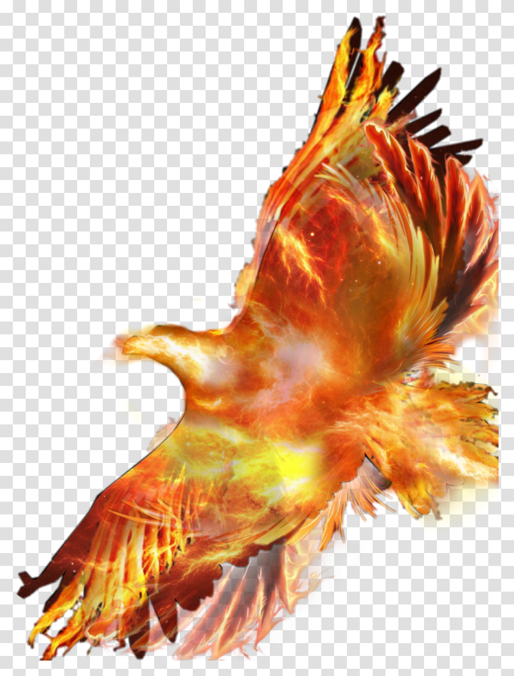 Phoenix Fire Bird Flight Eagle Transparent Png