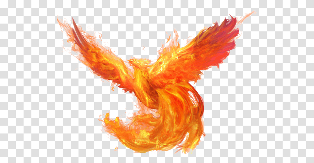 Phoenix Phoenix, Chicken, Poultry, Fowl, Bird Transparent Png