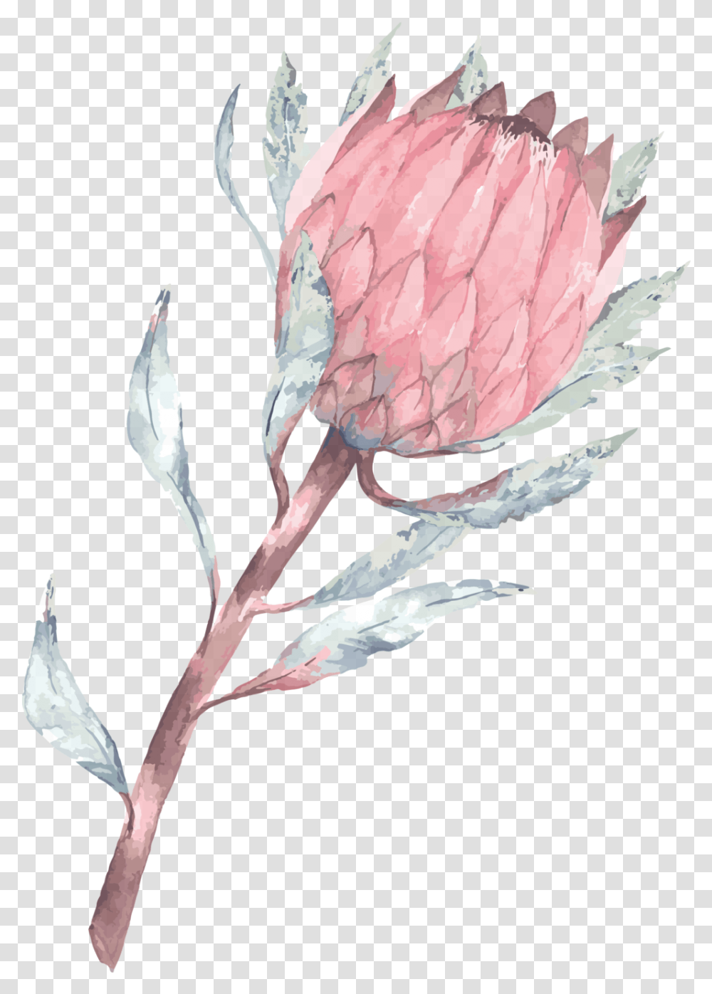 Phone Wallpaper Protea Download Protea Flower Protea Backgrounds, Plant, Blossom, Art, Acanthaceae Transparent Png