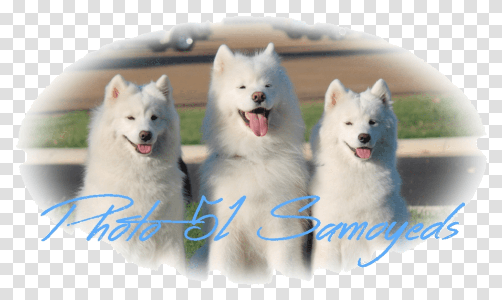 Photo 51 Samoyeds Canadian Eskimo Dog, Pet, Animal, Canine, Mammal Transparent Png