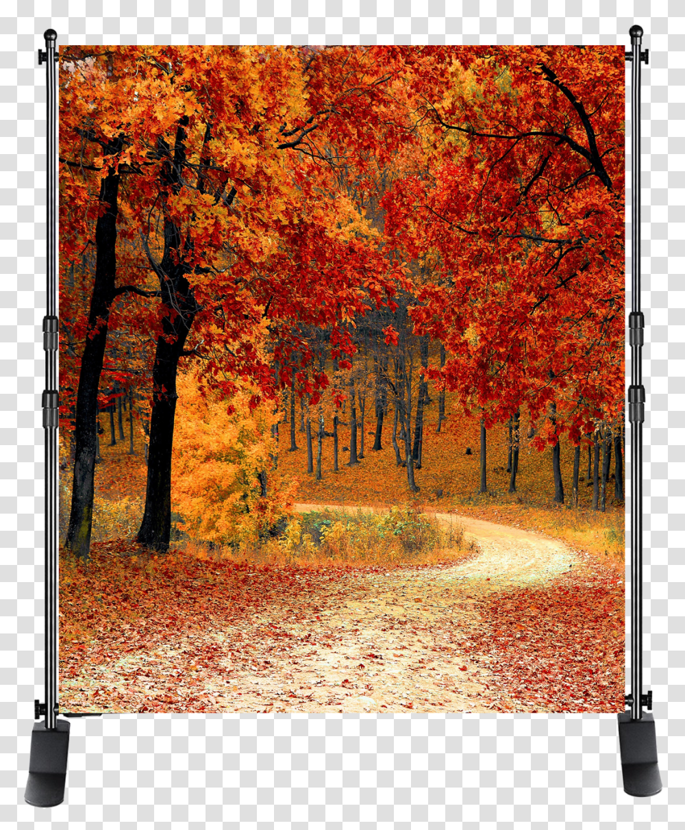 Photo Backgrounds From 100 Heart Lake Brampton Fall, Tree, Plant, Leaf, Maple Transparent Png