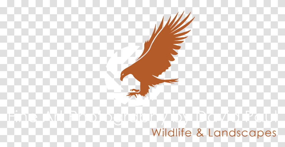 Photo By Dp Golden Eagle, Animal, Bird, Flying, Kite Bird Transparent Png