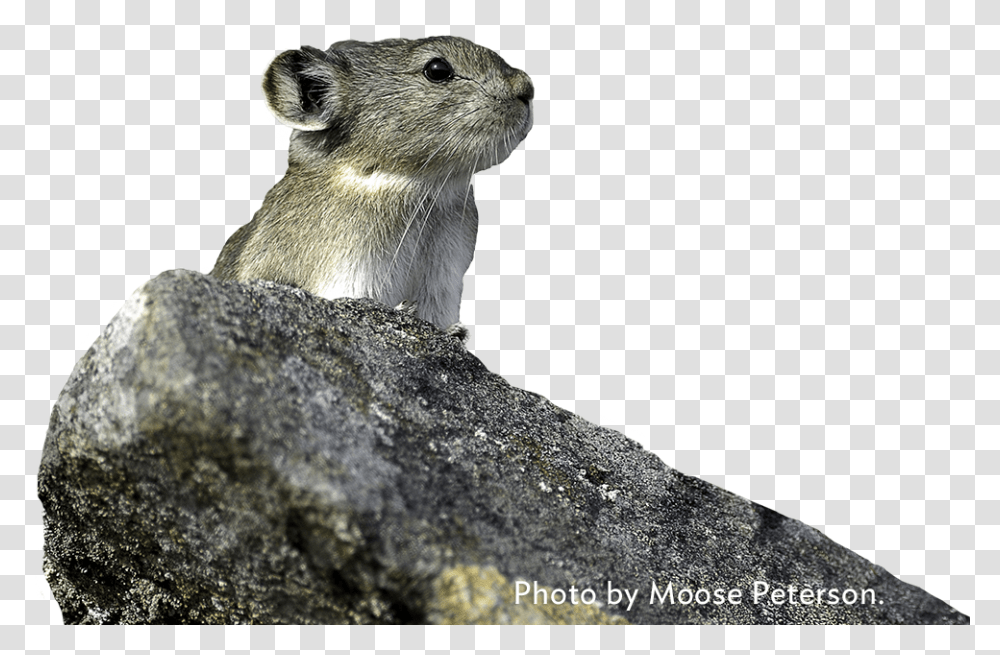 Photo By Moose Peterson Pika Animal Background, Rodent, Mammal, Wildlife, Bear Transparent Png