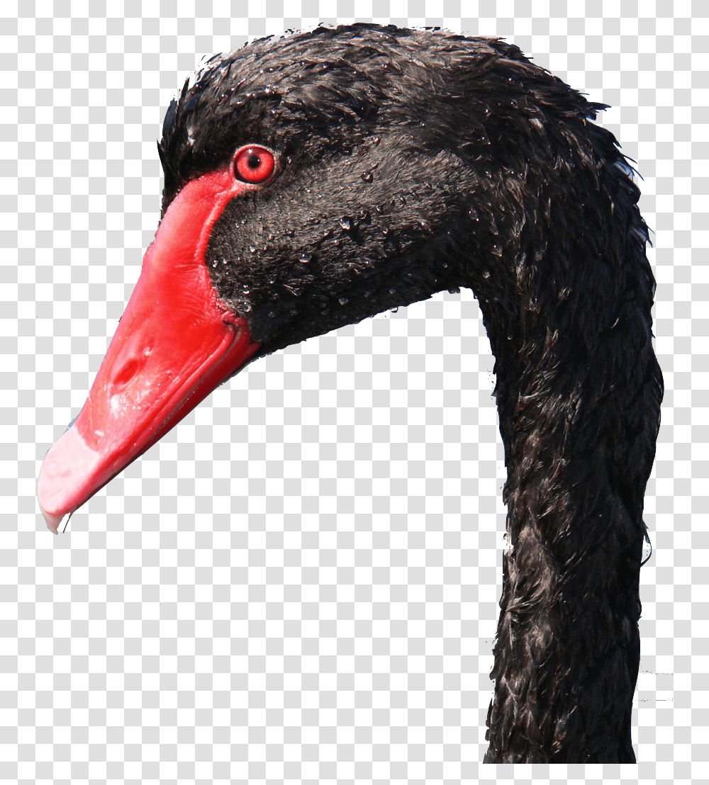 Photo Close Up Of Black Swan Head Black Swan, Waterfowl, Bird, Animal, Beak Transparent Png
