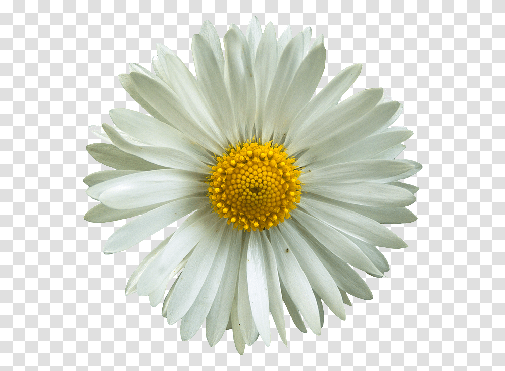 Photo Collage, Plant, Daisy, Flower, Daisies Transparent Png