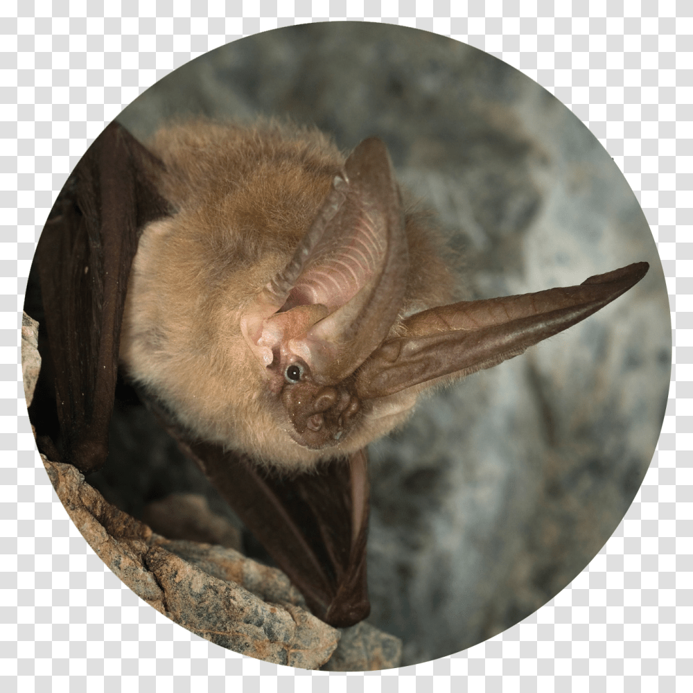 Photo Courtesy Offightwns Townsend Big Eared Bat, Animal, Mammal, Wildlife Transparent Png