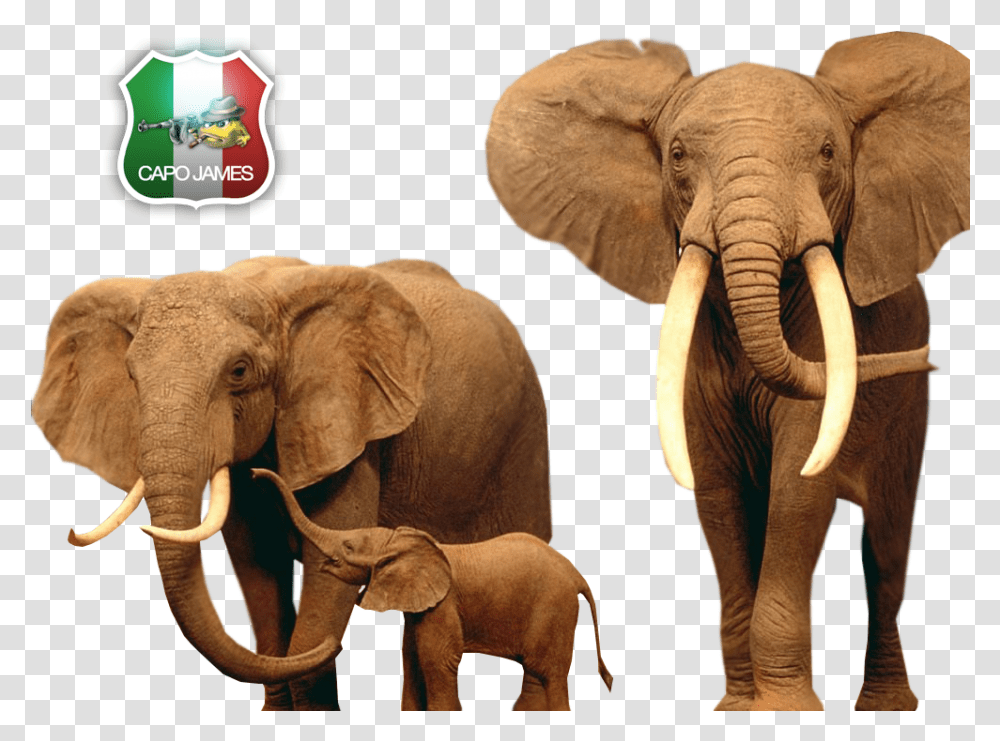 Photo Elephants Download, Wildlife, Mammal, Animal, Ivory Transparent Png
