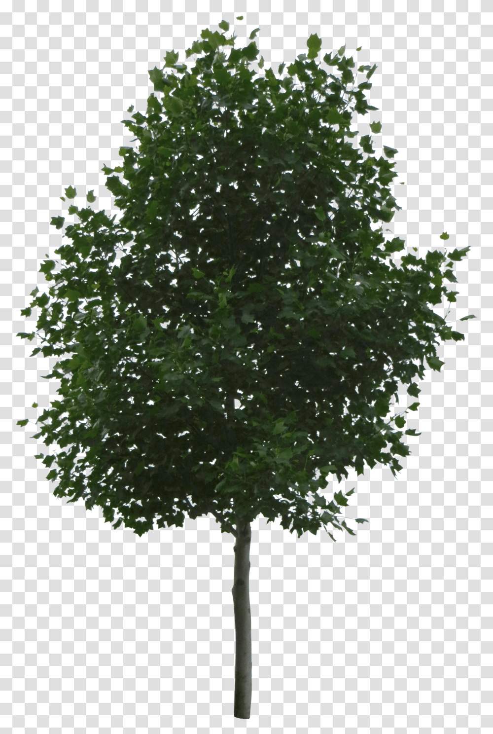Photo Img Big Tree For Architectural Rendering Transparent Png
