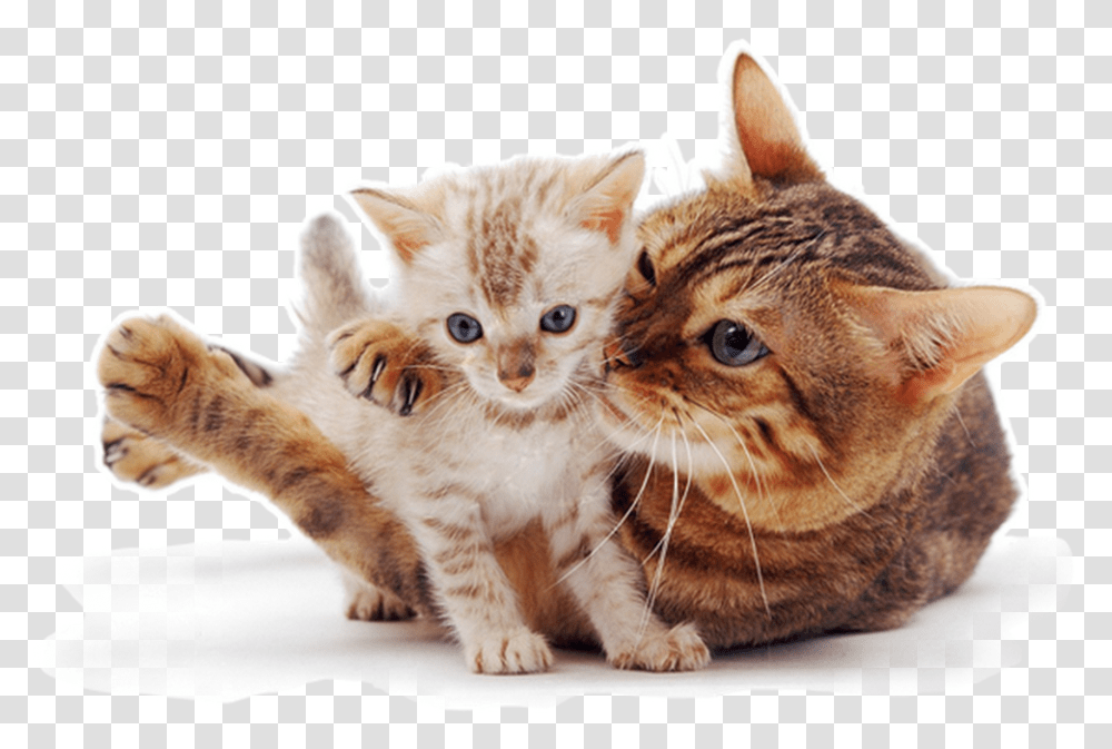 Photo Kitten Photos Raining Cats And Dogs Cute Cats Cat And Kitten White Background, Pet, Mammal, Animal, Manx Transparent Png