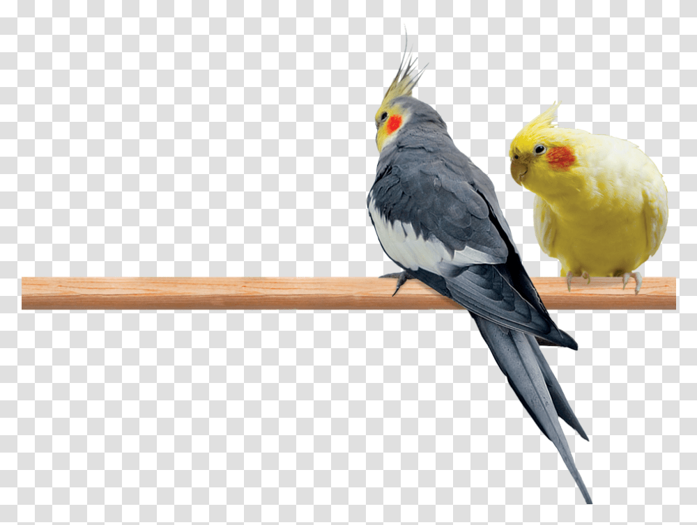 Photo Of A Male And Female Cockatiel Perched On A Limb, Bird, Animal, Parrot, Cockatoo Transparent Png