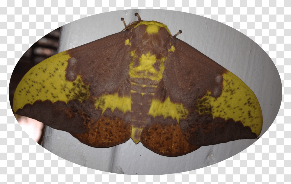 Photo Of A Male Imperial Moth Butterfly, Insect, Invertebrate, Animal Transparent Png