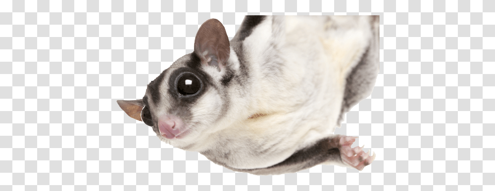 Photo Of A Sugarglider Hanging From A Limb Sugar Glider No Background, Cat, Pet, Mammal, Animal Transparent Png