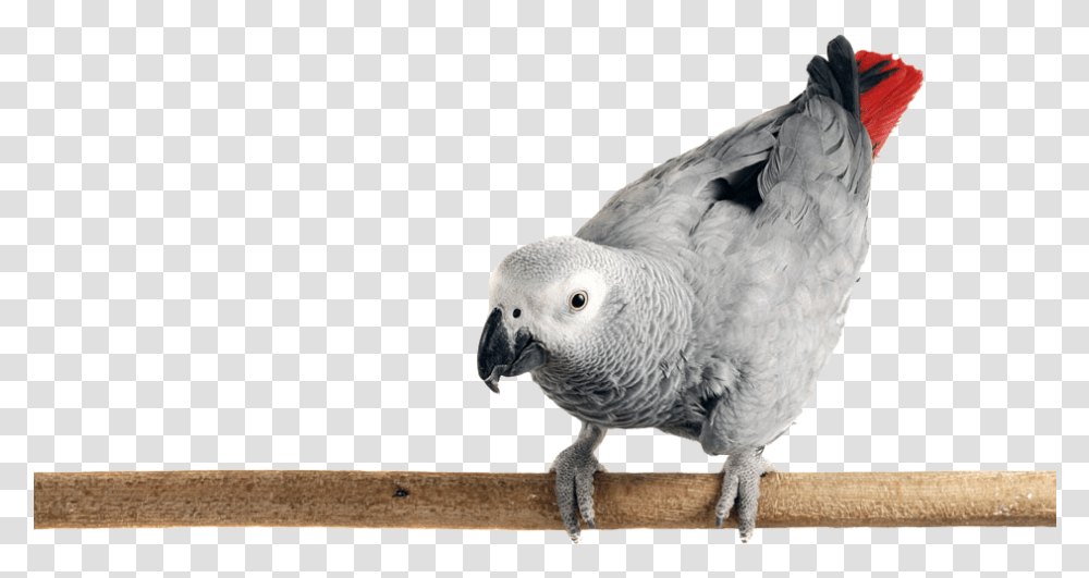 Photo Of An African Grey Parrot Perched On A Limb African Grey Parrot, Bird, Animal, Chicken, Poultry Transparent Png