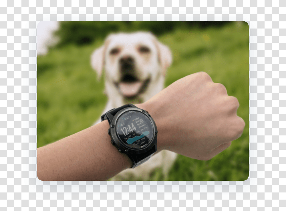 Photo Of Garmin Watch With A Dog Labrador Retriever, Wristwatch, Person, Human, Canine Transparent Png
