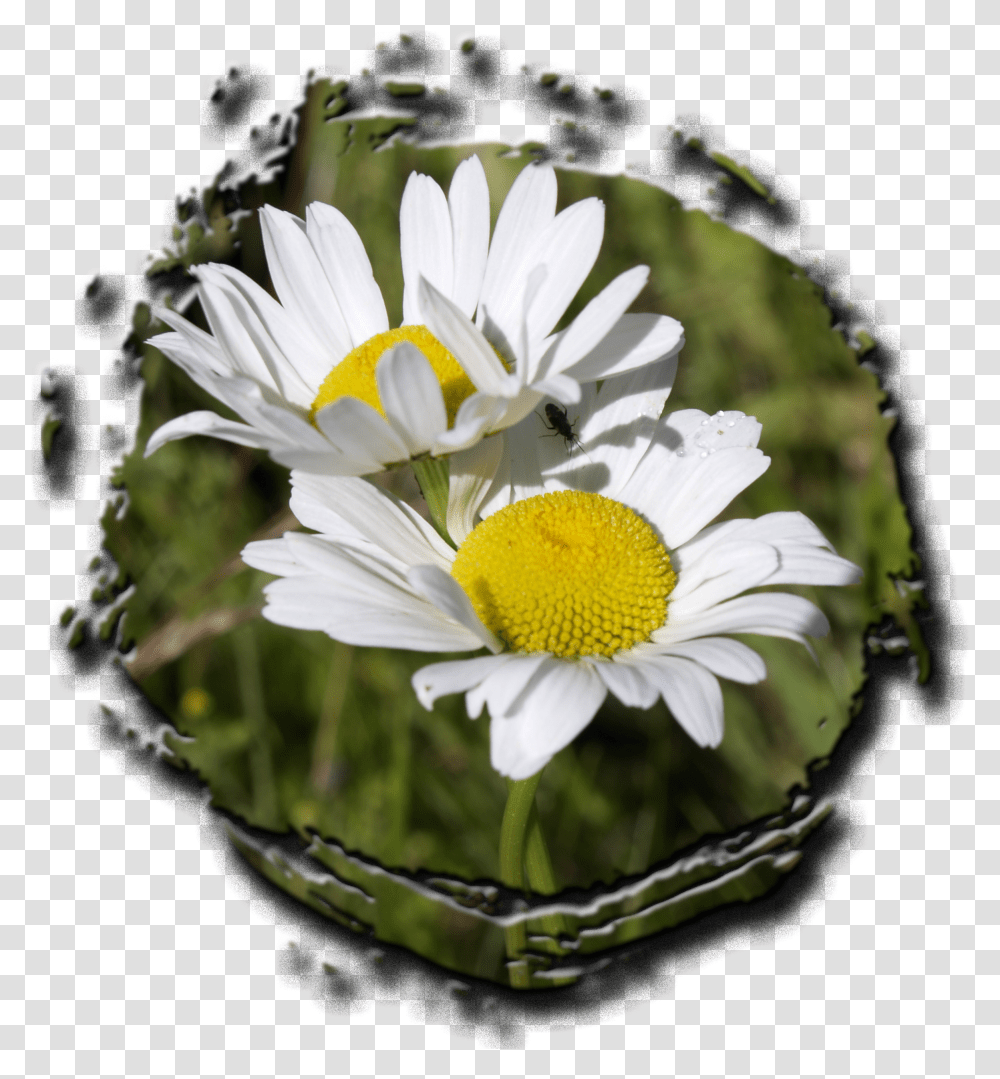 Photo Of Two Daisies Free Image Plants Transparent Png