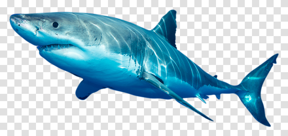 Photo Of White Shark Swordfish, Sea Life, Animal, Great White Shark Transparent Png
